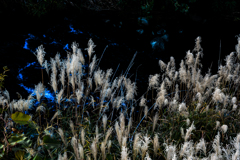 夕暮れのススキ