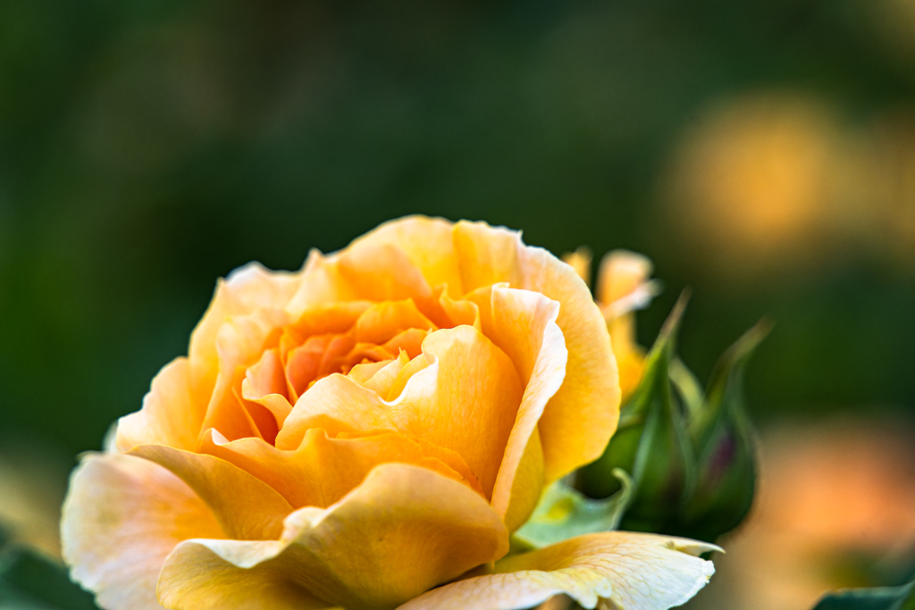 よさこいの日に５