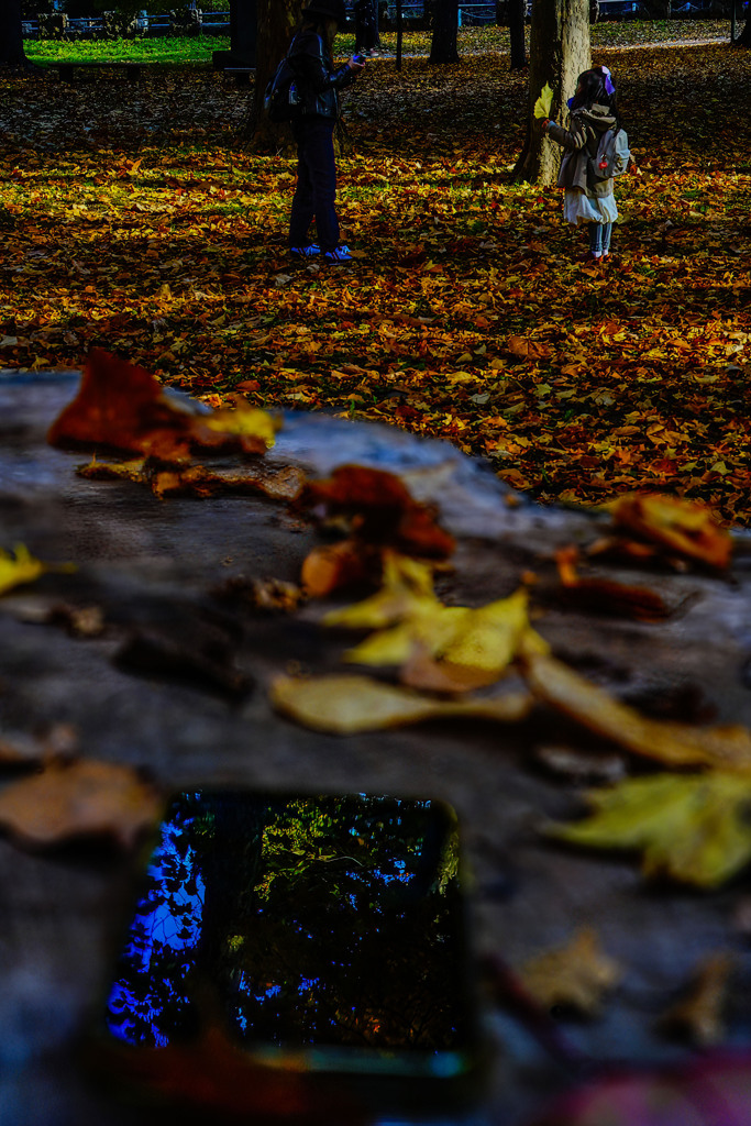 晩秋の円山公園4