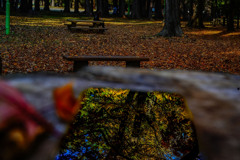 晩秋の円山公園3