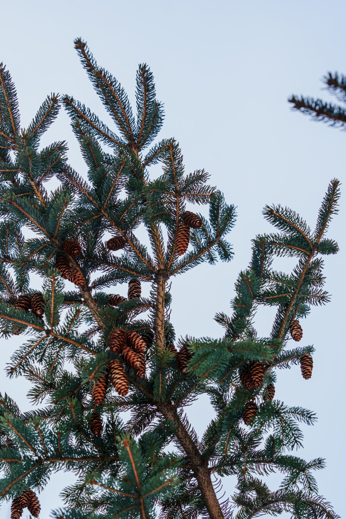 冬でも落ちないんだ