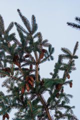 冬でも落ちないんだ