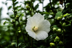 雨のムクゲ