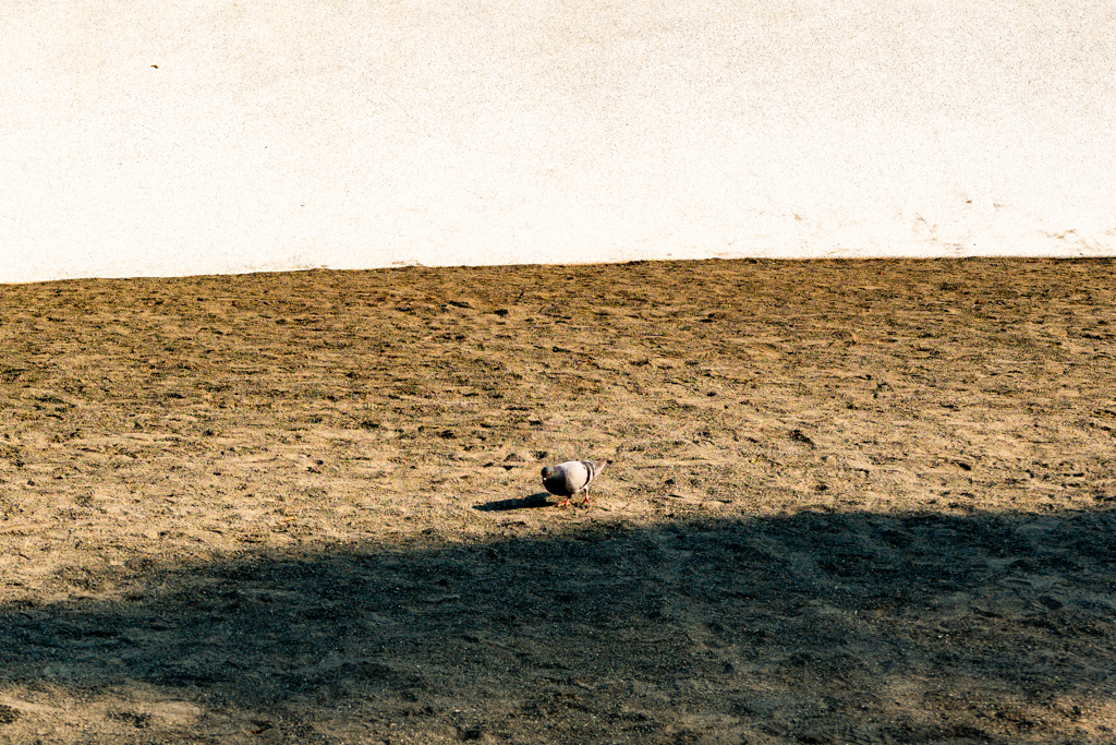 砂場にハトがいた