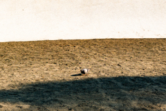 砂場にハトがいた