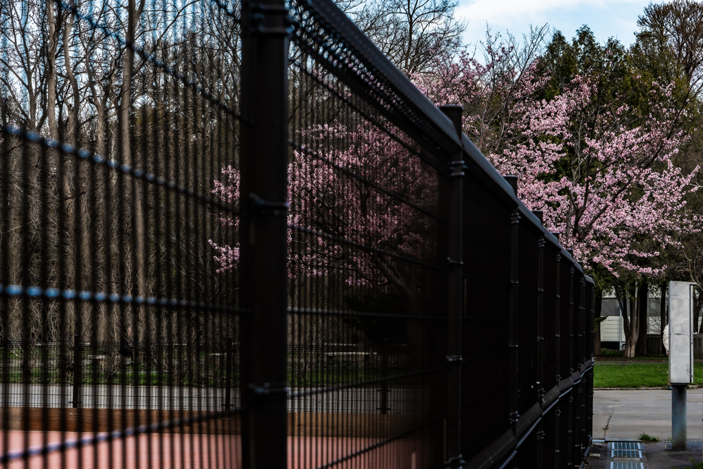テニスコートとサクラ