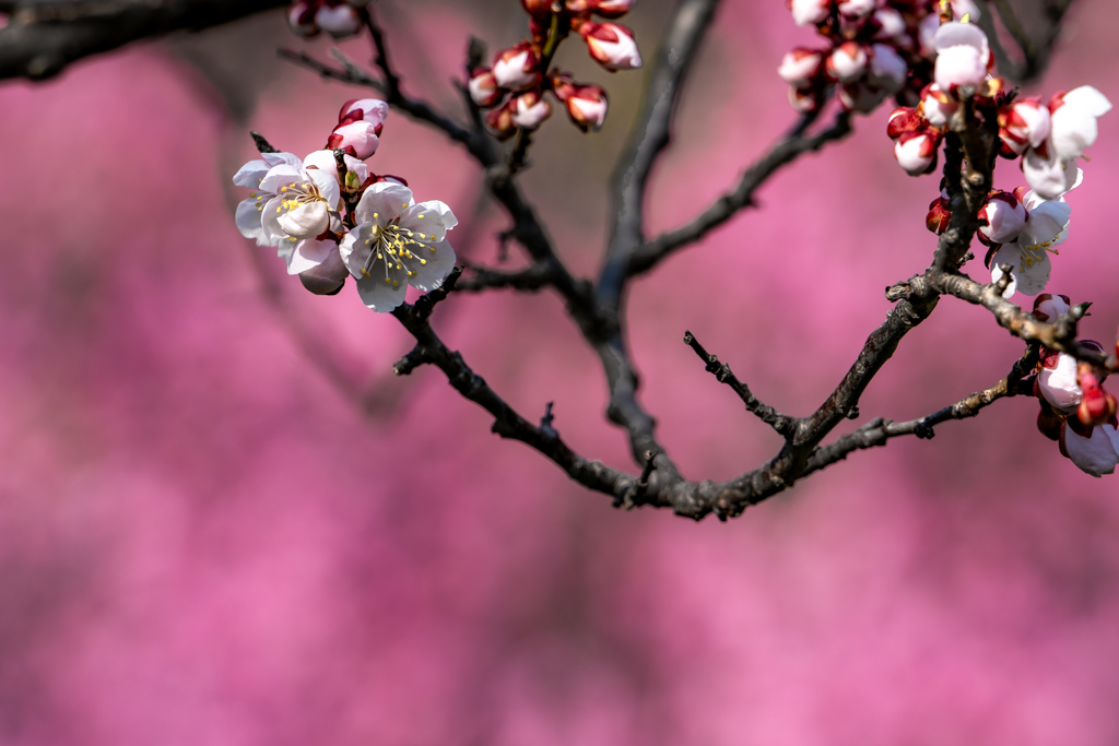梅は枝が好き