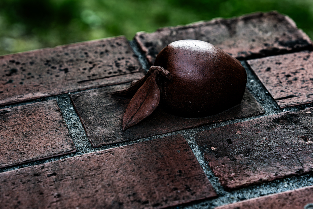 創成川でリンゴを見つけた