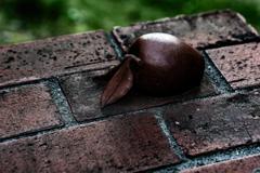 創成川でリンゴを見つけた