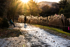 中島公園菖蒲池１
