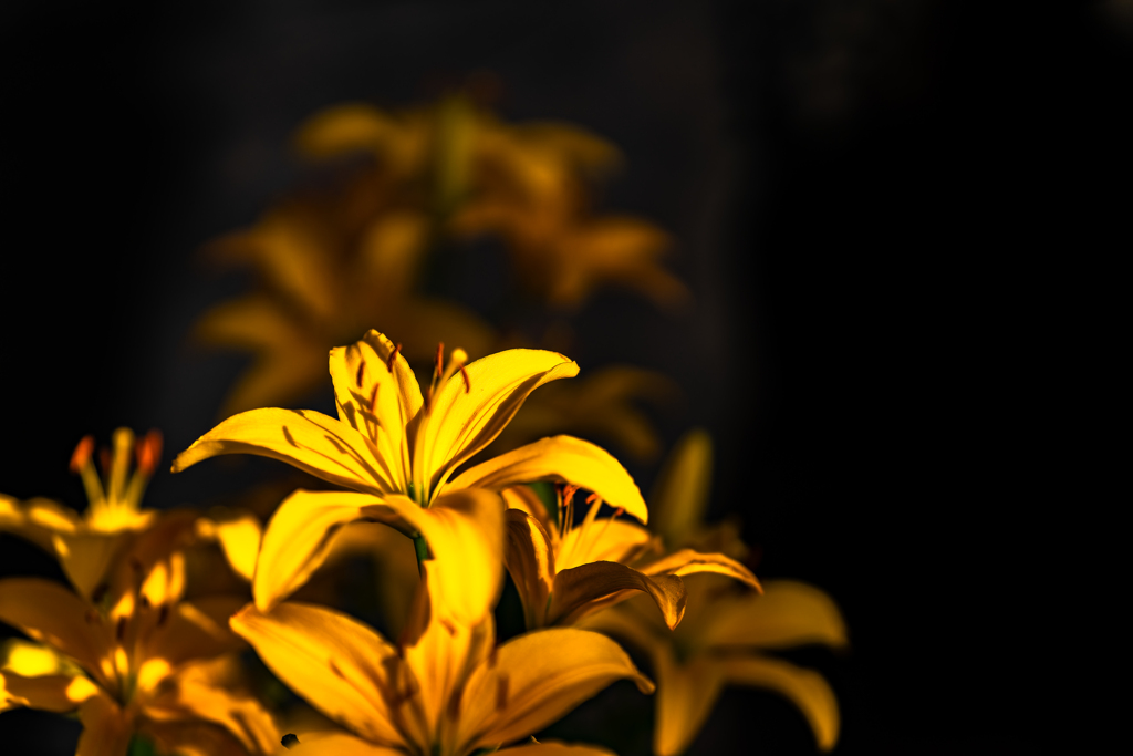 百合が原公園温室２