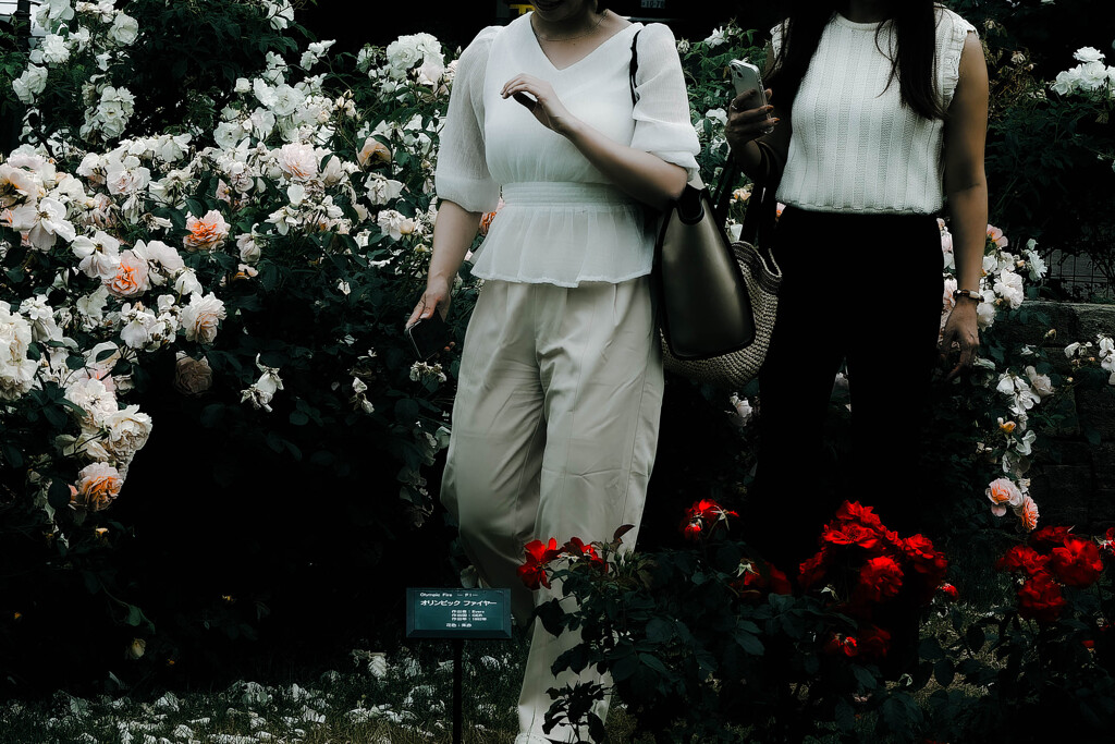 白いバラ赤いバラ