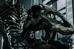 札幌中央区の恐竜