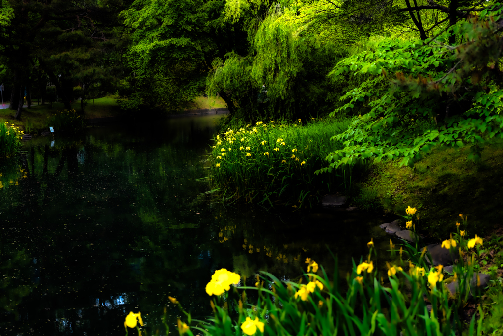 中島公園の６月