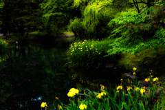 中島公園の６月