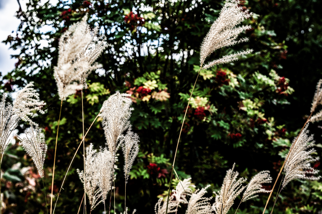 ススキとナナカマド