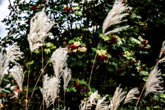 ススキとナナカマド