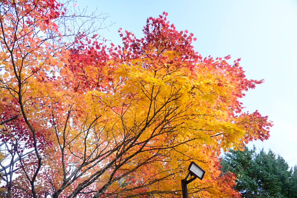 赤のグラデーション