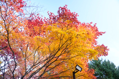 赤のグラデーション