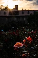 大通公園のバラ