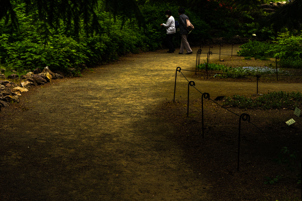 北大植物園０５２６８