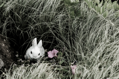シロウサギは緑がきらい