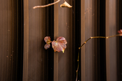 知事公館を出る