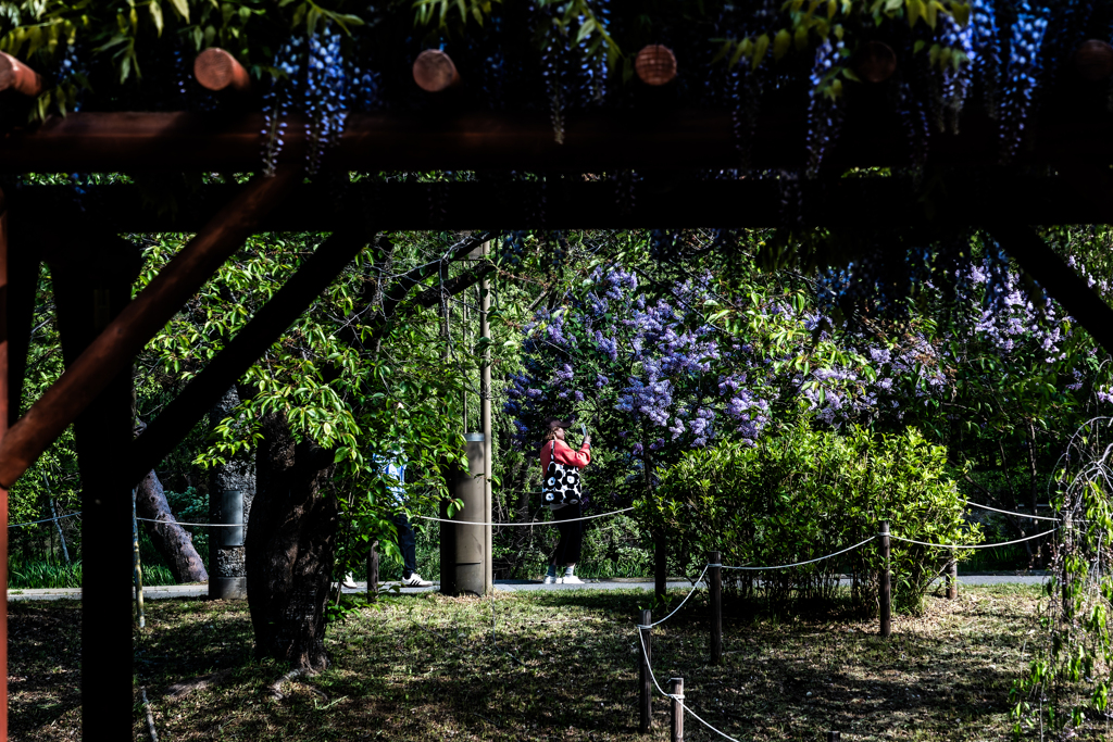 藤とライラック