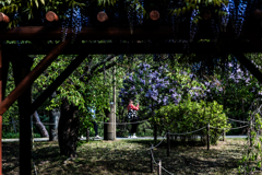 藤とライラック