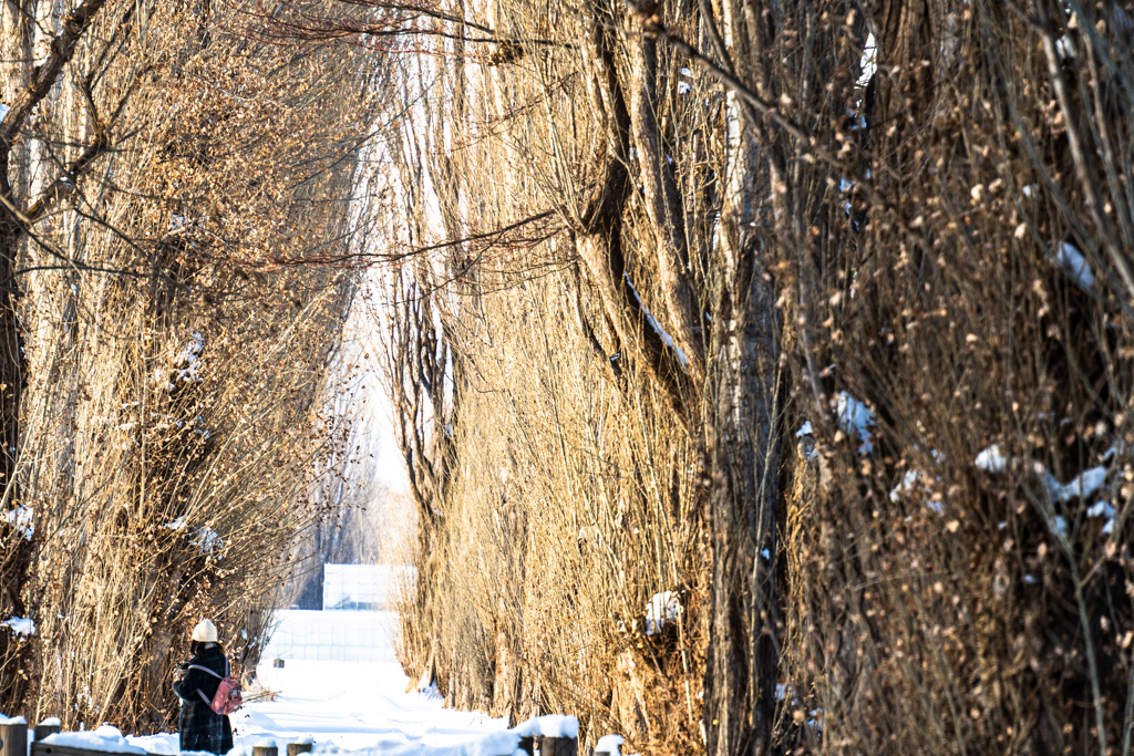  ポプラ並木で