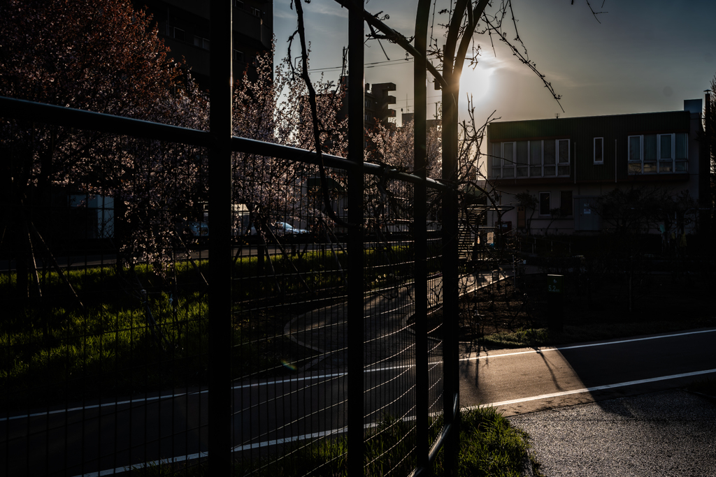 白石こころーどの桜１０