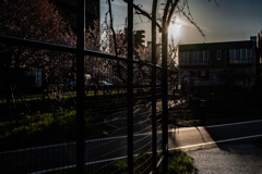 白石こころーどの桜１０