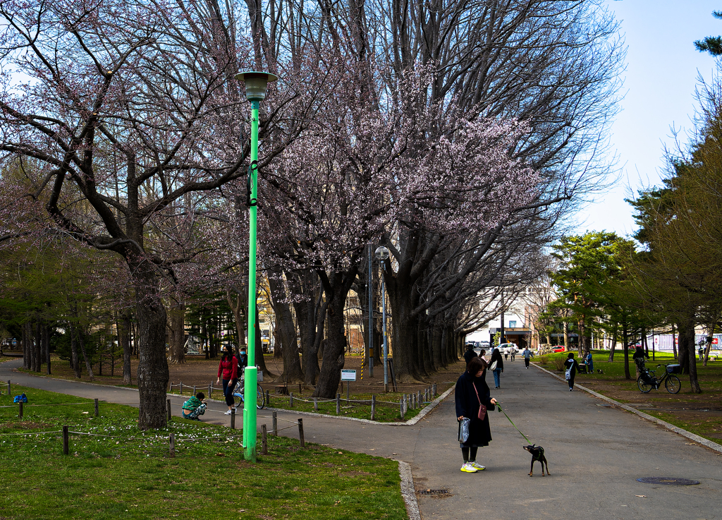 梅の円山公園１