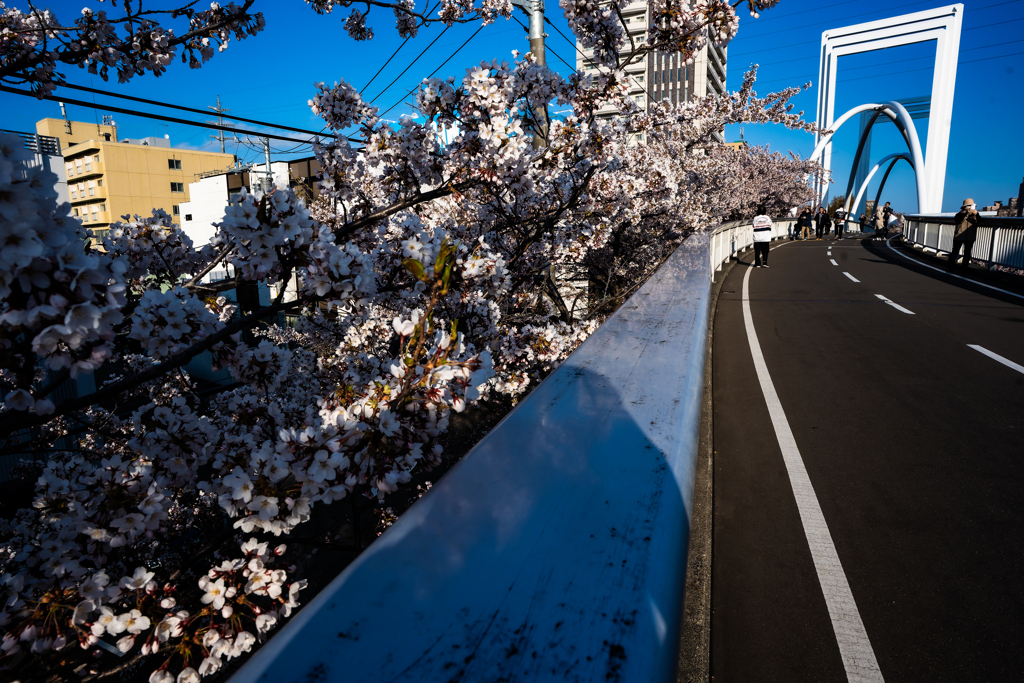 白石こころーどの桜５
