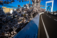 白石こころーどの桜５