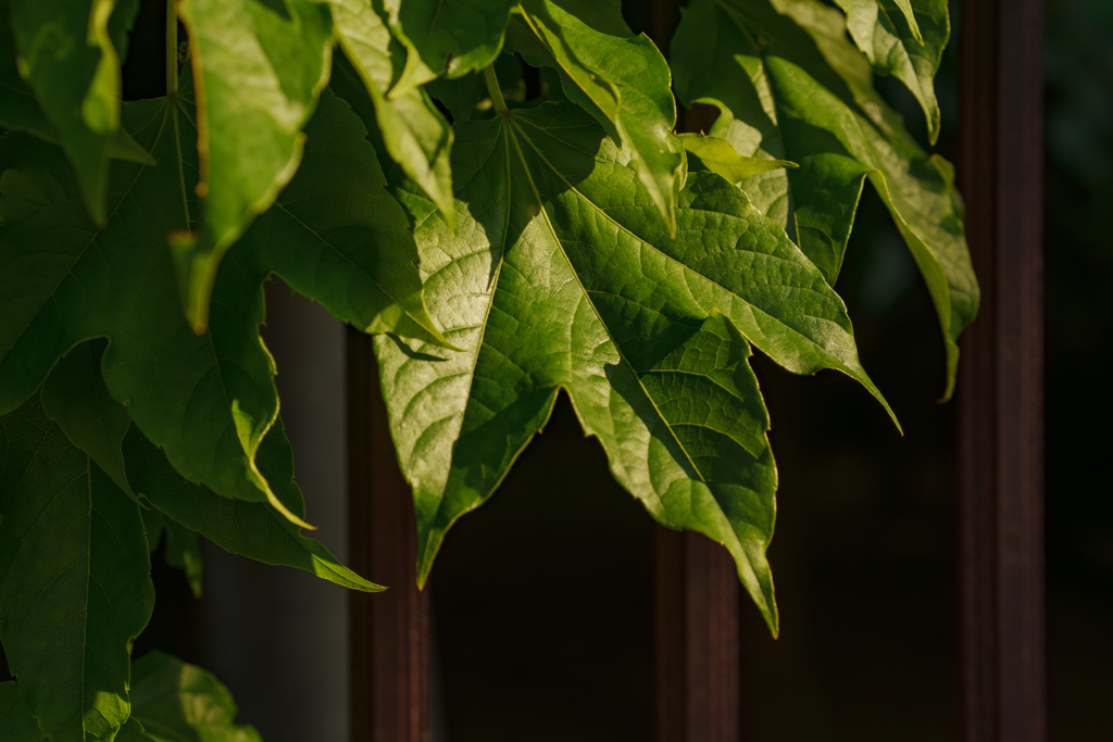 八月の色はみどり