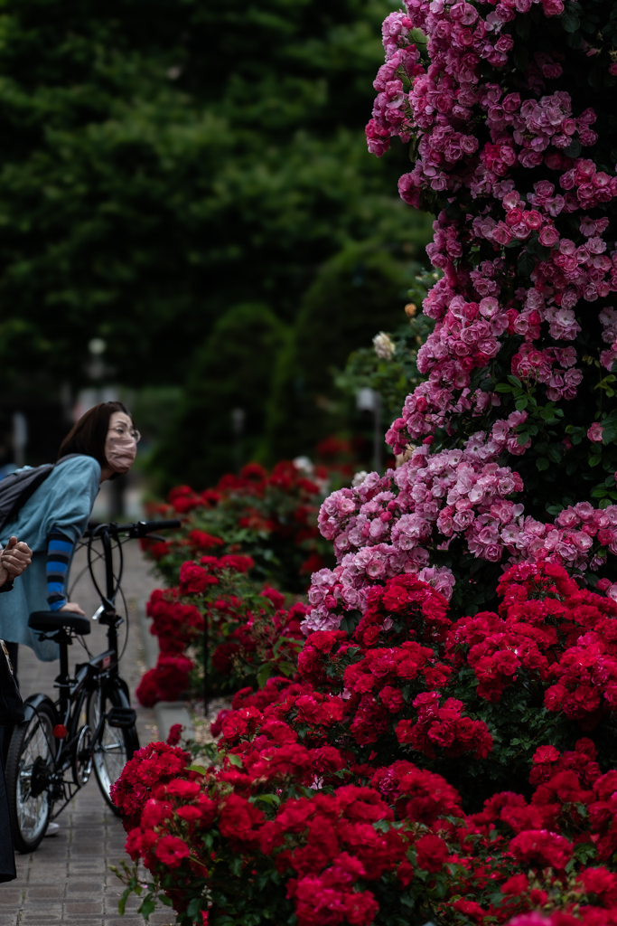 大通公園のバラ