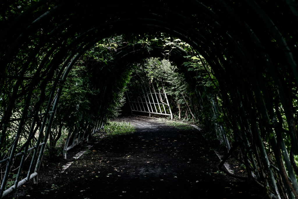 緑の隧道