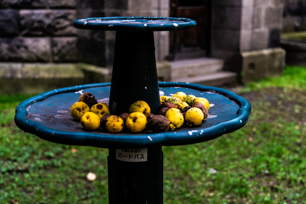 北海道庁旧本庁舎の裏庭