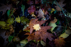 落ち葉４