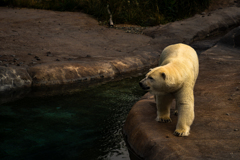 動物園０７０２ー６