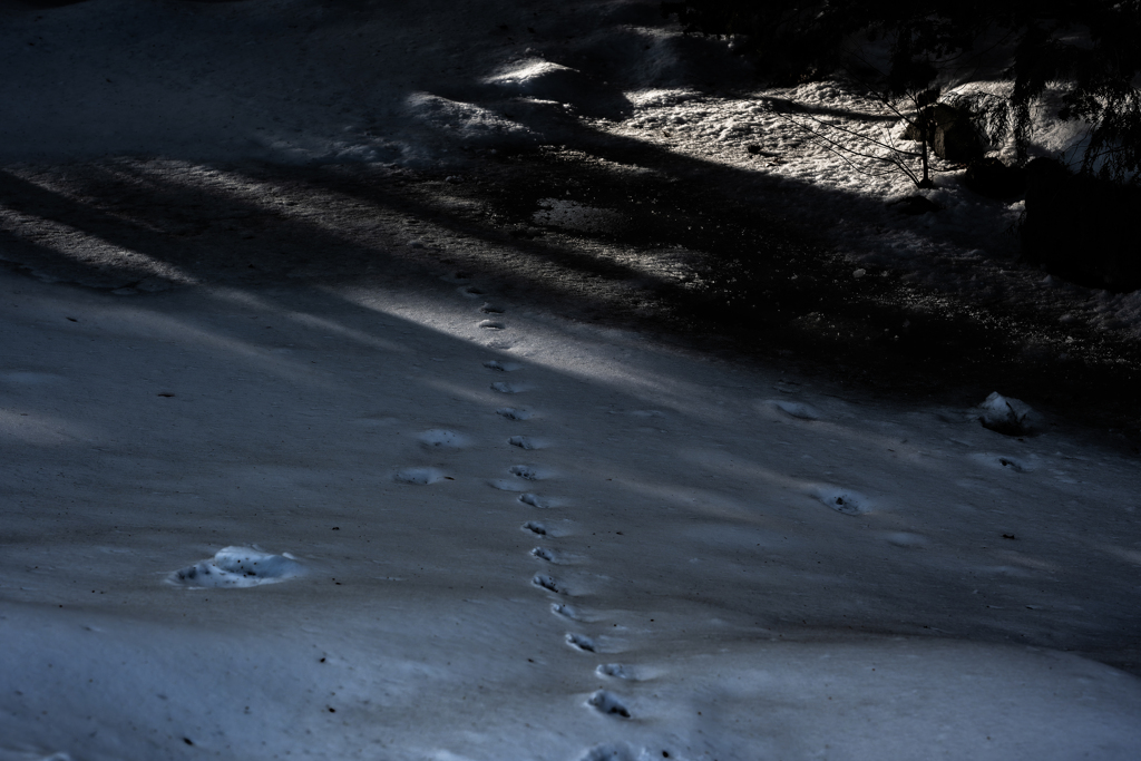 キツネの足あとか