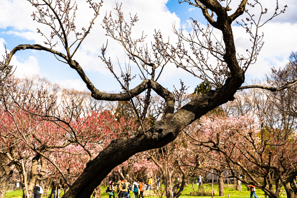 梅の円山公園３