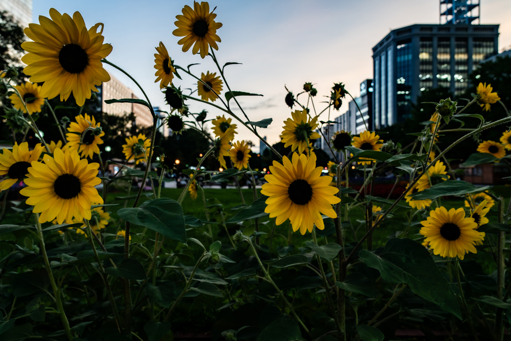 大通公園のひまわり