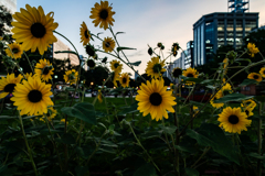 大通公園のひまわり
