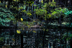 とばりの中でカモを探したが