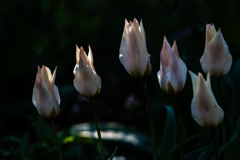 レディージェーン