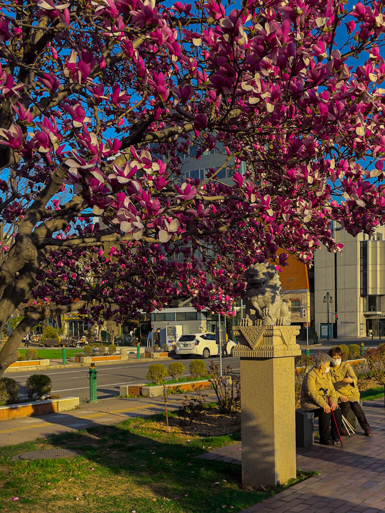 モクレンとベンチ