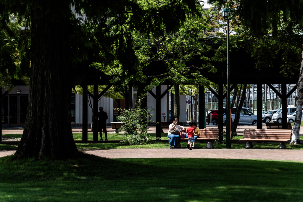 メタセコイアの陰