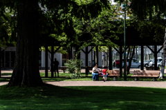 メタセコイアの陰